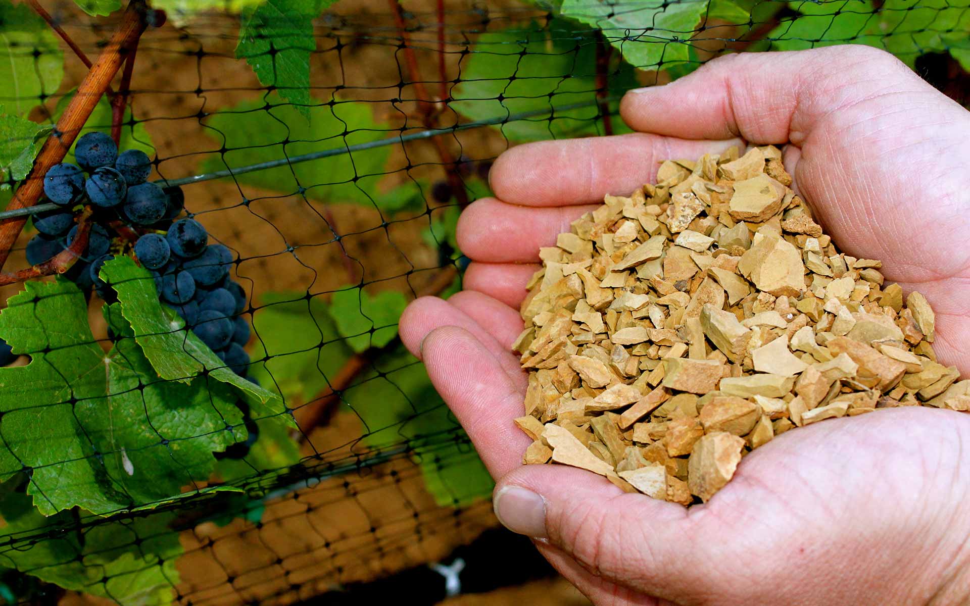 Low-Vigor Soils: Hands holding rocky soil in front of lush vines