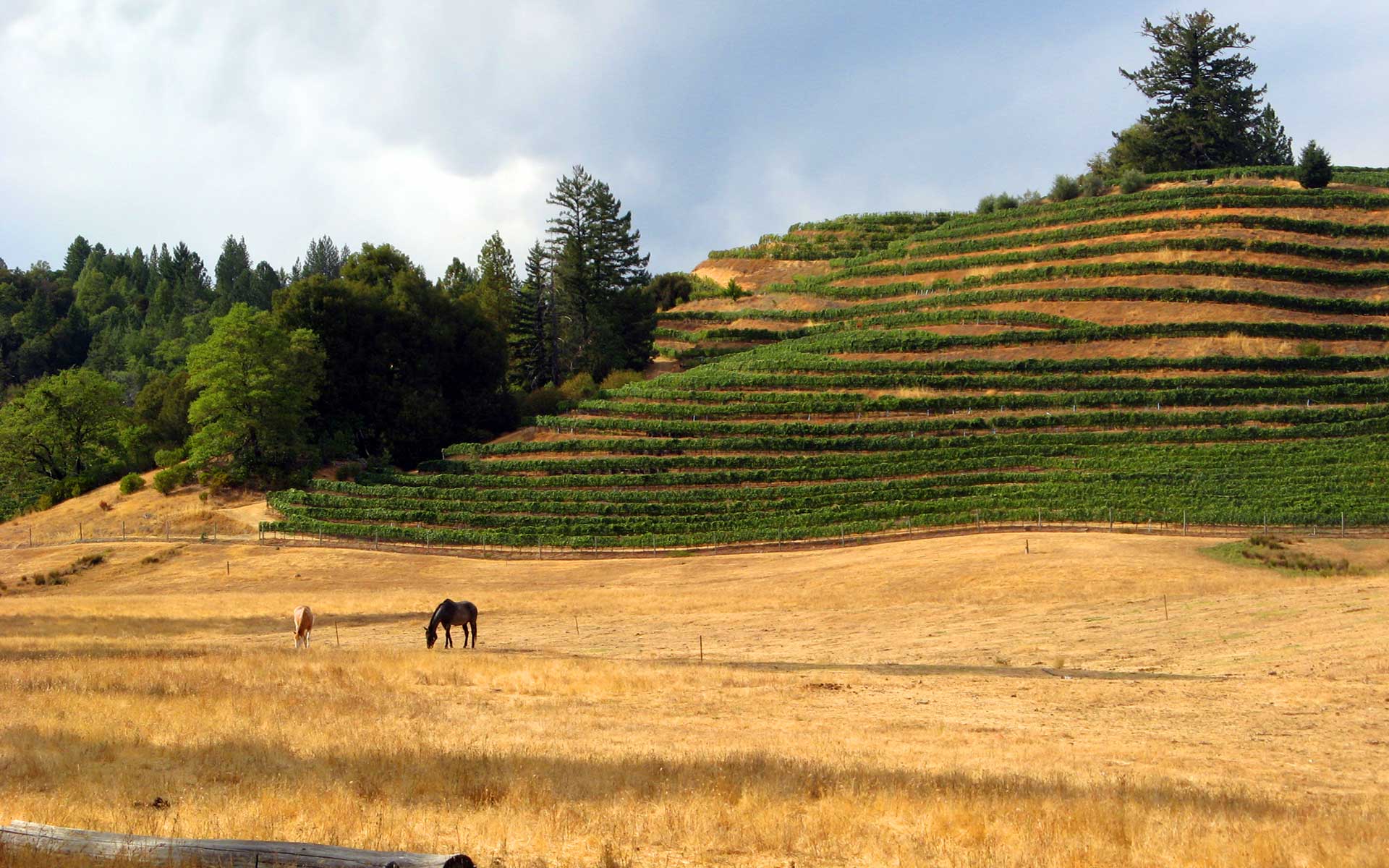Hillsides: Terraced vinerows with horses grazing in the foreground