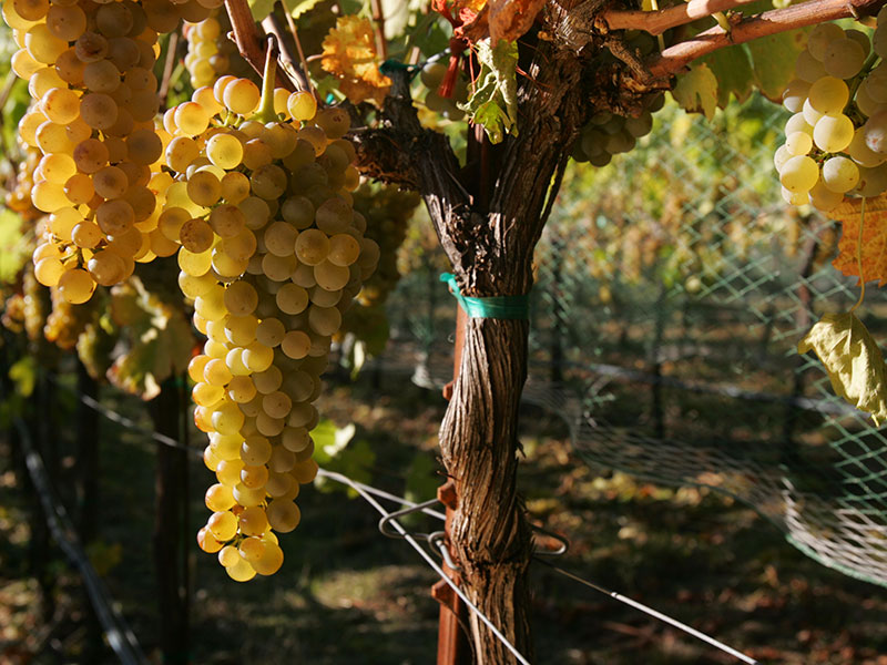 Alder Springs Chardonnay grapes on vine