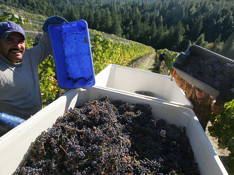 Alder Springs crew harvesting grapes in the vineyard
