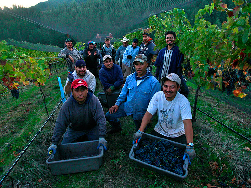Alder Springs crew posing with harvested grapes