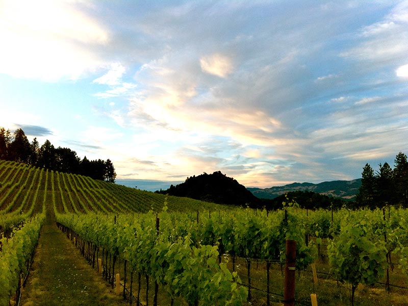 Alder Springs vinerows at dusk