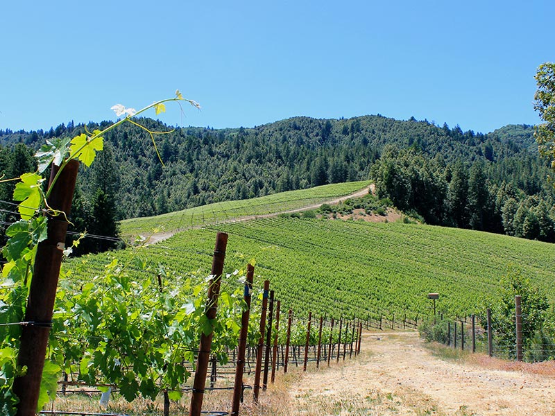 Alder Springs east-facing slope growing Pinot and Chardonnay grapes