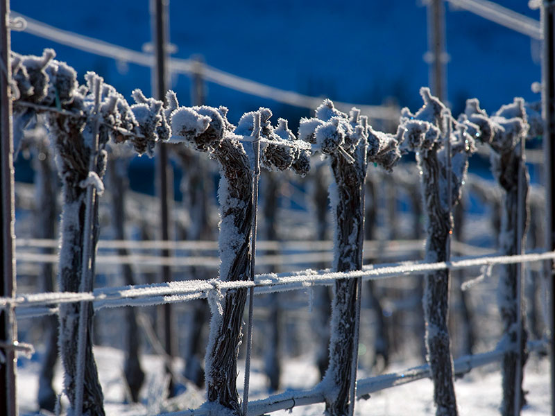 Frosted Vines
