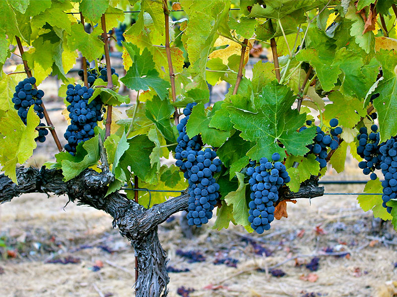 Ripe red Alder Springs grapes on vine