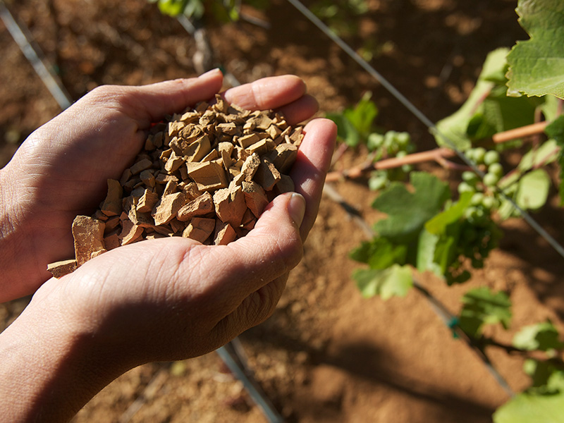 Hands holding soil among Alder Springs vinerows