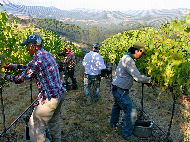 Alder Springs crew underneath vinerow netting