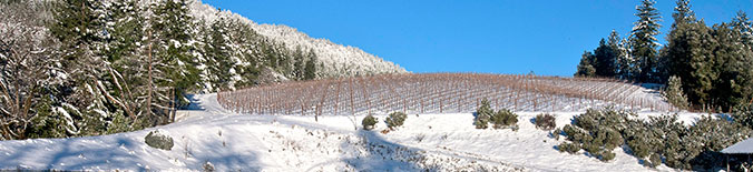 Landscape view of snowy vinerows