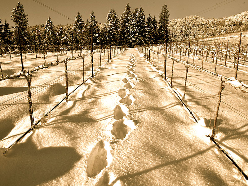 Footsteps in the snow between vinerows