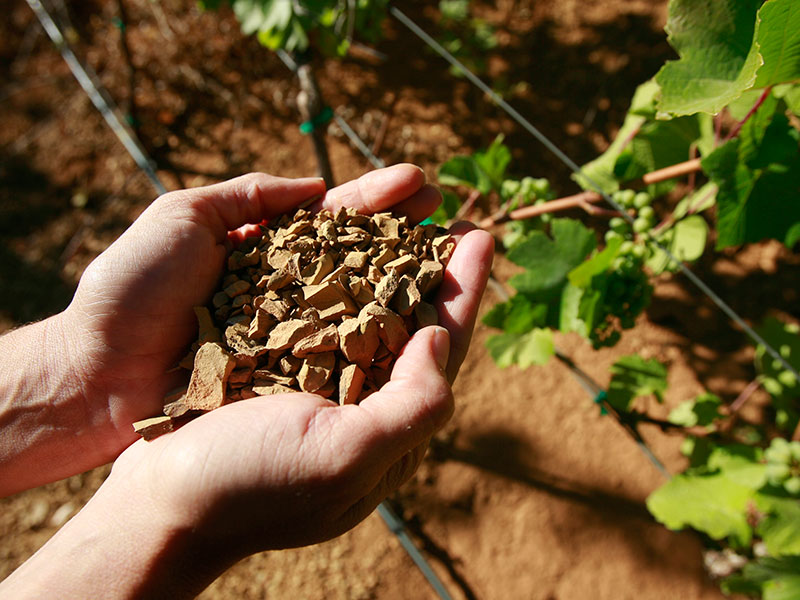 Hands holding soil among Alder Springs vinerows