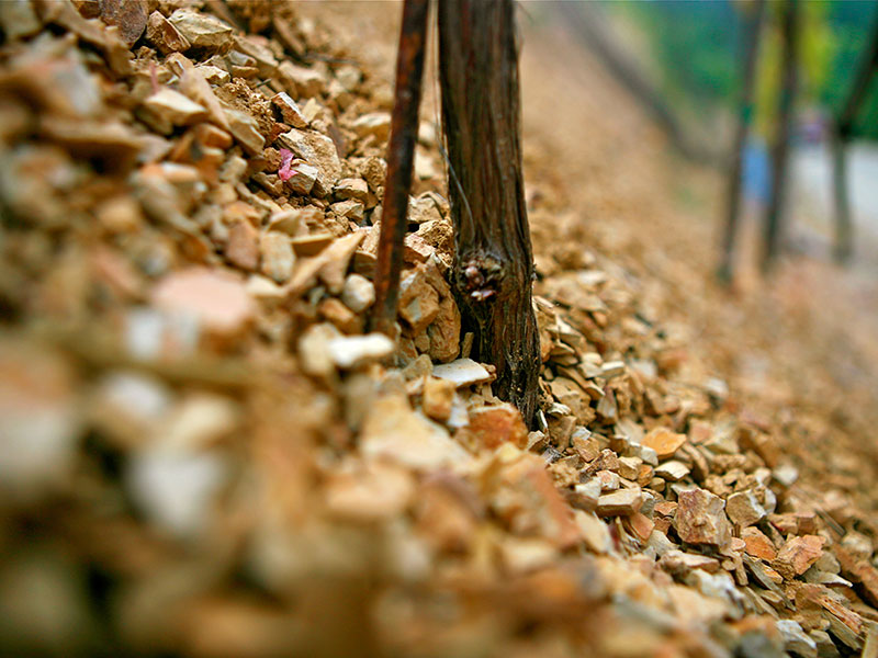 Closeup of Alder Springs grapevine roots on steep, rocky slope