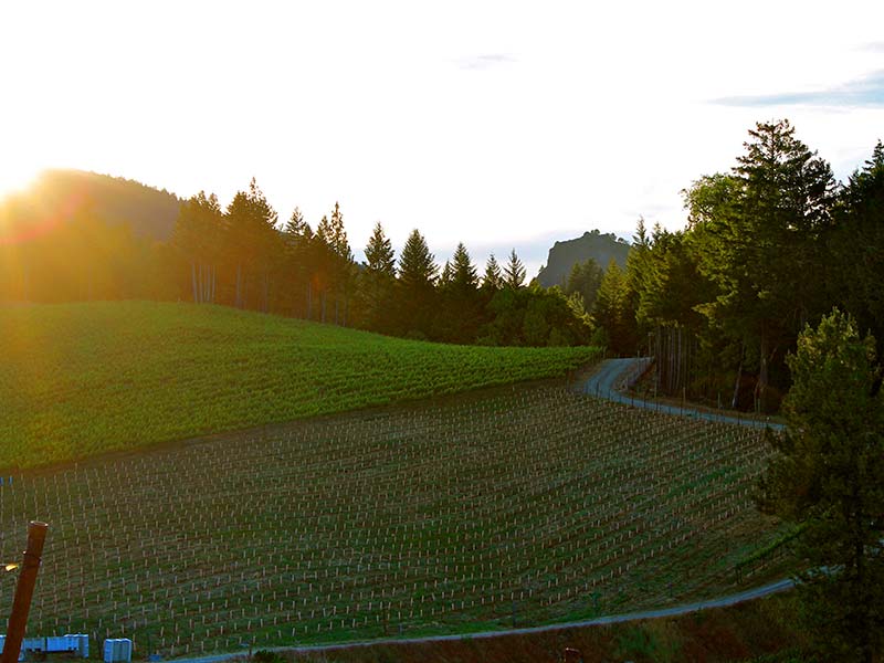 Sunset Over Vinerows